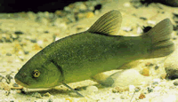 Linjak